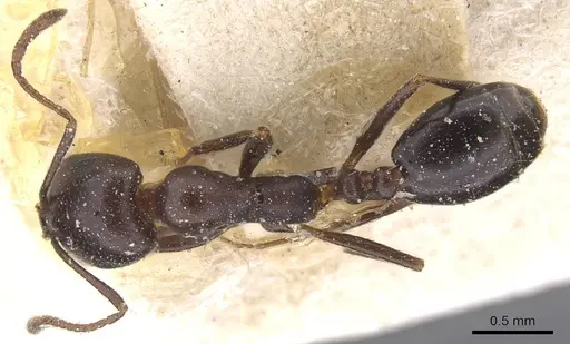 Monomorium sommieri specimen CASENT0913844 image casent0913844_1