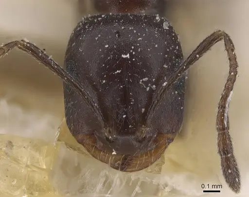 Monomorium sommieri specimen CASENT0913844 image casent0913844_2