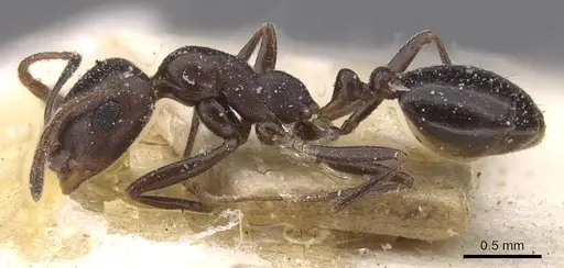 Monomorium sommieri specimen CASENT0913844 image casent0913844_3