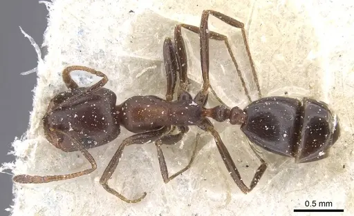 Monomorium sommieri specimen CASENT0913845 image casent0913845_1