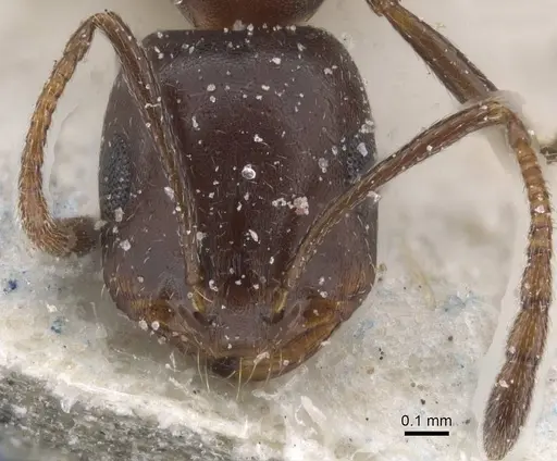Monomorium sommieri specimen CASENT0913845 image casent0913845_2