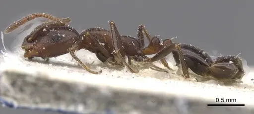 Monomorium sommieri specimen CASENT0913845 image casent0913845_3