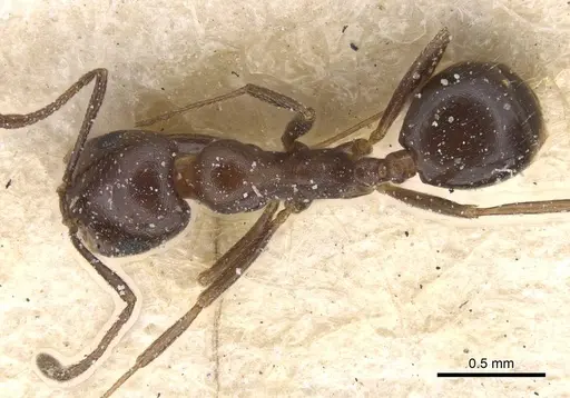 Monomorium sommieri specimen CASENT0913846 image casent0913846_1