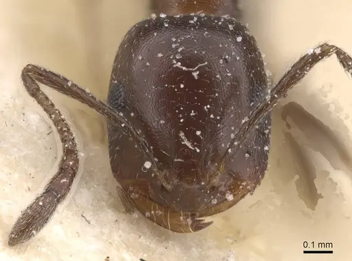 Monomorium sommieri specimen CASENT0913846 image casent0913846_2