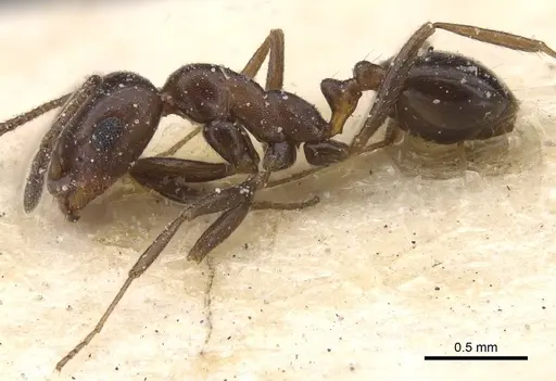 Monomorium sommieri specimen CASENT0913846 image casent0913846_3