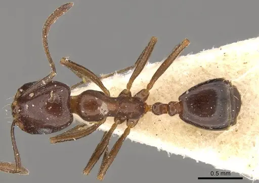 Monomorium sommieri specimen CASENT0914320 image casent0914320_1