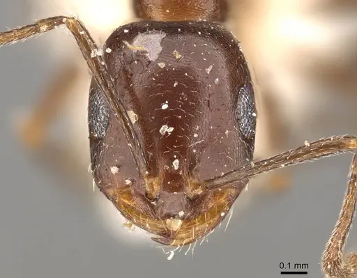 Monomorium sommieri specimen CASENT0914320 image casent0914320_2
