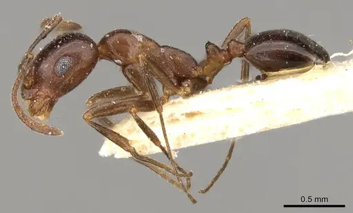 Monomorium sommieri specimen CASENT0914320 image casent0914320_3