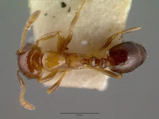 Monomorium sordidum specimen CASENT0008624 image casent0008624_1