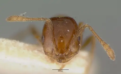 Monomorium sordidum specimen CASENT0008624 image casent0008624_2