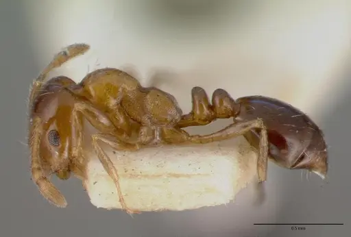 Monomorium sordidum specimen CASENT0008624 image casent0008624_3