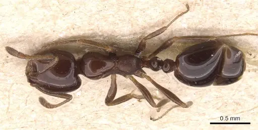 Monomorium sordidum specimen CASENT0905835 image casent0905835_1