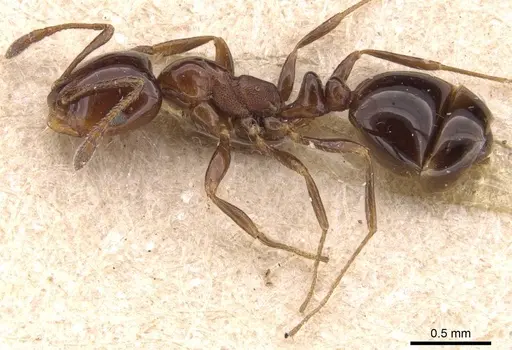 Monomorium sordidum specimen CASENT0905835 image casent0905835_3