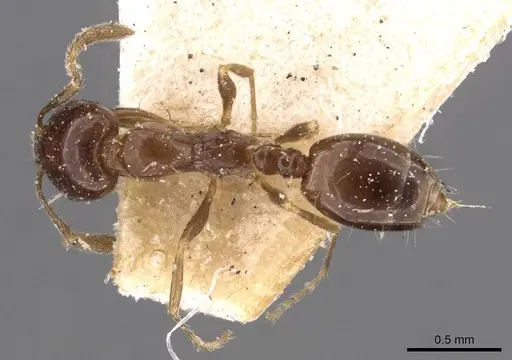 Monomorium sordidum specimen CASENT0908685 image casent0908685_1