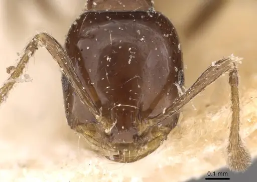Monomorium sordidum specimen CASENT0908685 image casent0908685_2