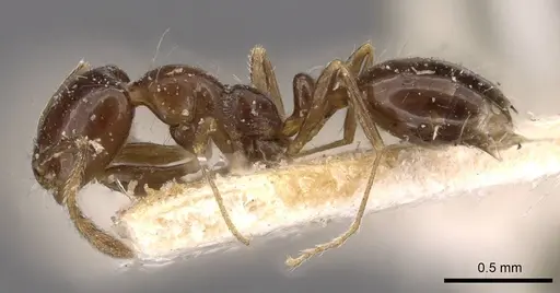 Monomorium sordidum specimen CASENT0908685 image casent0908685_3