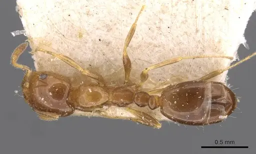 Monomorium sordidum specimen CASENT0908686 image casent0908686_1