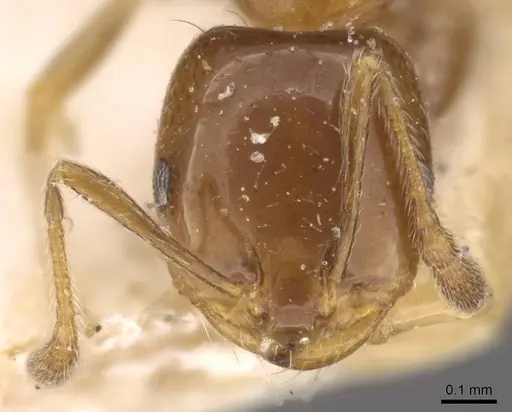 Monomorium sordidum specimen CASENT0908686 image casent0908686_2
