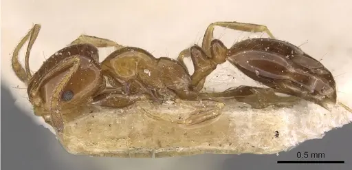 Monomorium sordidum specimen CASENT0908686 image casent0908686_3