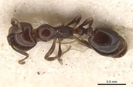 Monomorium sordidum specimen CASENT0908758 image casent0908758_1
