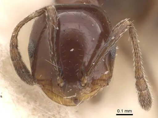 Monomorium sordidum specimen CASENT0908758 image casent0908758_2