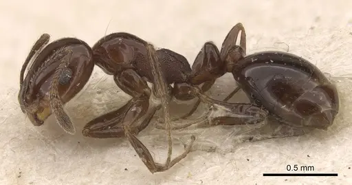 Monomorium sordidum specimen CASENT0908758 image casent0908758_3