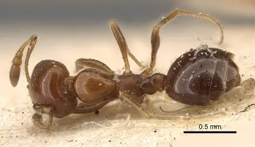 Monomorium sordidum specimen CASENT0916997 image casent0916997_1