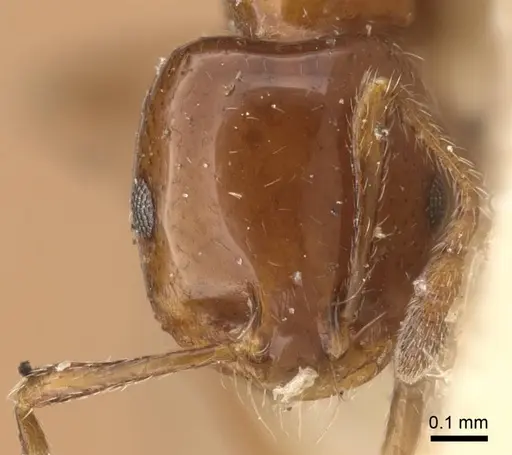 Monomorium sordidum specimen CASENT0916997 image casent0916997_2