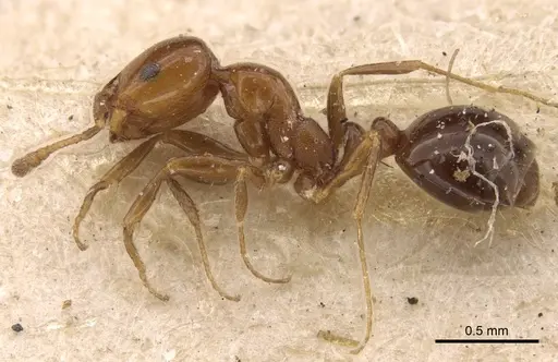 Monomorium sordidum specimen CASENT0916997 image casent0916997_3