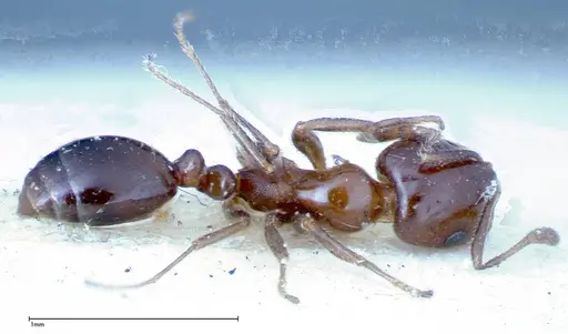 Monomorium sordidum specimen FOCOL0302 image focol0302_1