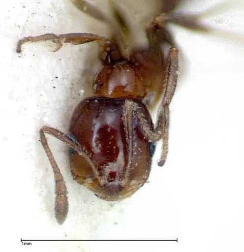 Monomorium sordidum specimen FOCOL0302 image focol0302_2