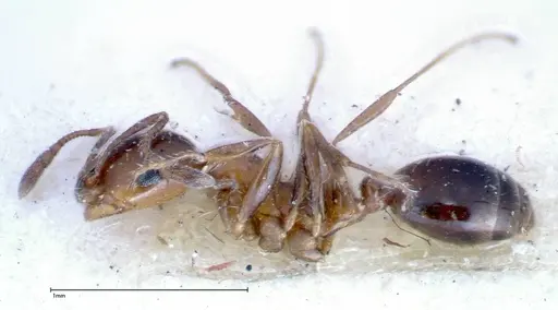 Monomorium sordidum specimen FOCOL0302 image focol0302_3