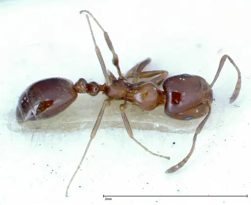 Monomorium sordidum specimen FOCOL0303 image focol0303_1