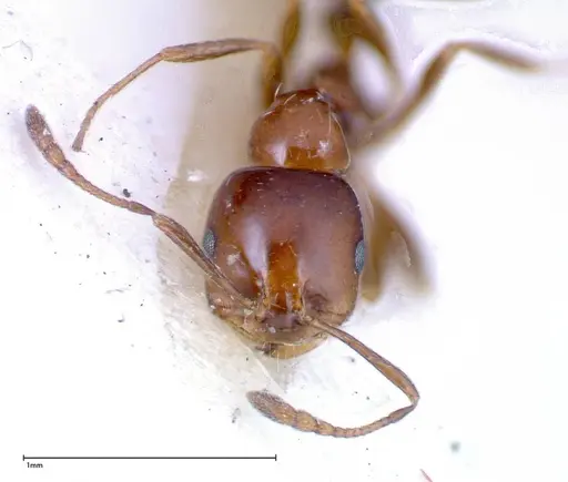 Monomorium sordidum specimen FOCOL0303 image focol0303_2