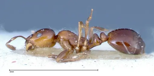 Monomorium sordidum specimen FOCOL0303 image focol0303_3