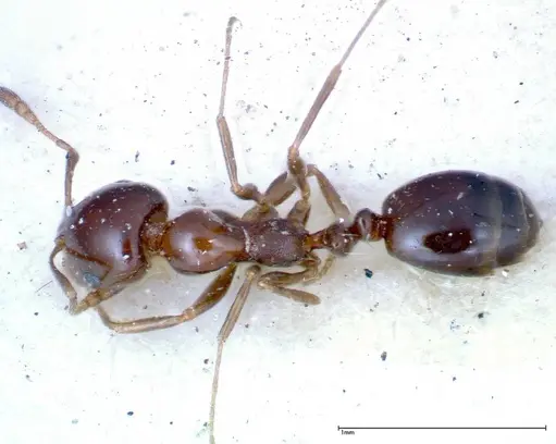 Monomorium sordidum specimen FOCOL0304 image focol0304_1