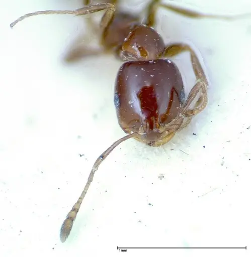 Monomorium sordidum specimen FOCOL0304 image focol0304_2