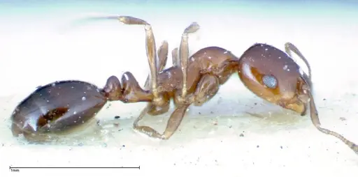 Monomorium sordidum specimen FOCOL0304 image focol0304_3