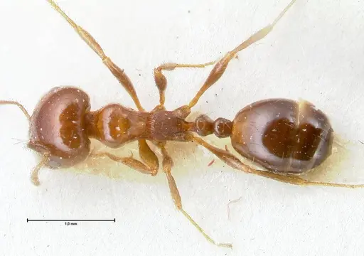 Monomorium sordidum specimen FOCOL1702 image focol1702_1