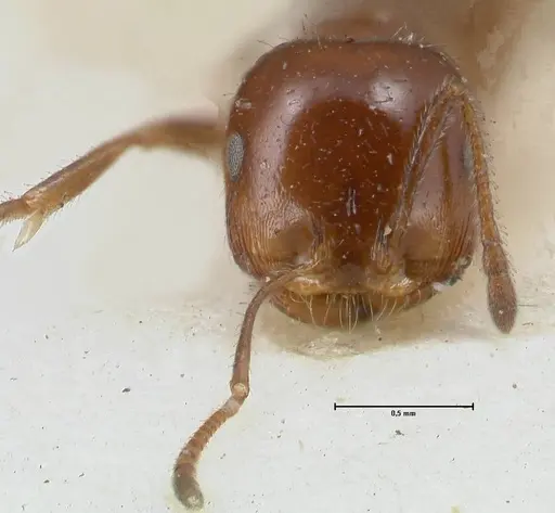 Monomorium sordidum specimen FOCOL1702 image focol1702_2