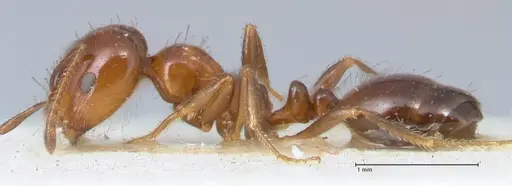 Monomorium sordidum specimen FOCOL1702 image focol1702_3