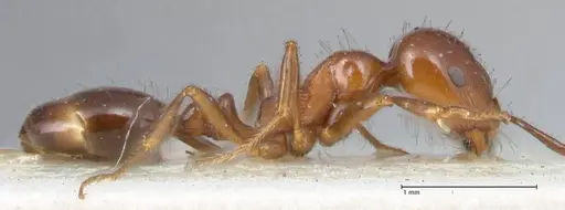 Monomorium sordidum specimen FOCOL1702 image focol1702_4