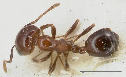 Monomorium sordidum specimen FOCOL1703 image focol1703_1