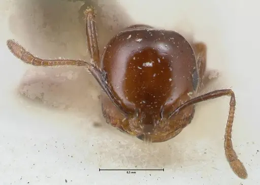 Monomorium sordidum specimen FOCOL1703 image focol1703_2