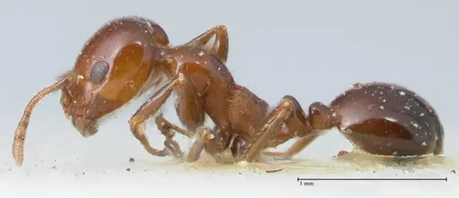 Monomorium sordidum specimen FOCOL1703 image focol1703_3