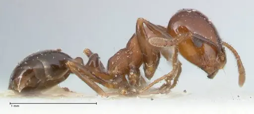 Monomorium sordidum specimen FOCOL1703 image focol1703_4