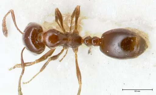 Monomorium sordidum specimen FOCOL1704 image focol1704_1