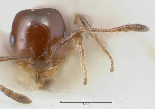 Monomorium sordidum specimen FOCOL1704 image focol1704_2