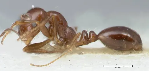 Monomorium sordidum specimen FOCOL1704 image focol1704_3
