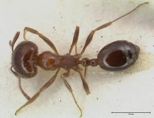 Monomorium sordidum specimen FOCOL1705 image focol1705_1